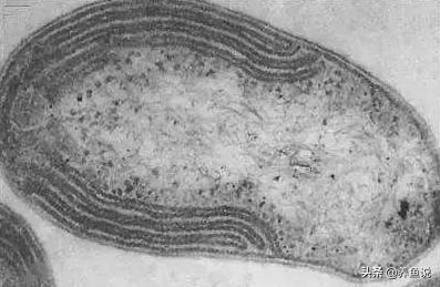 鱼缸水质不好怎么处理,鱼缸水质不好怎么净化