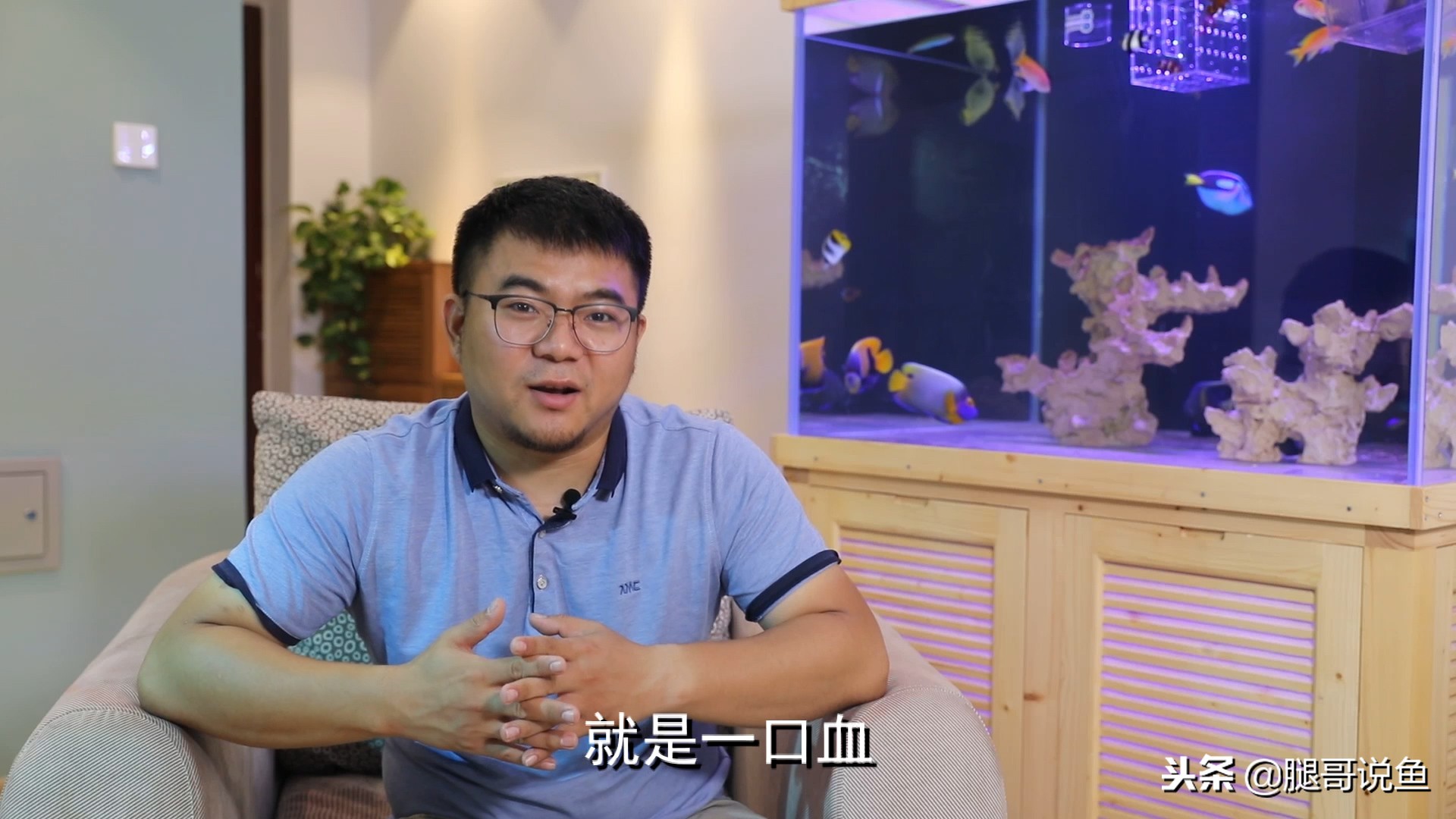 饲养斑马狗头鱼注意什么,斑马狗头鱼饲养方法小视频