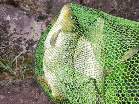 钓友分享自用的五款自制鱼饵配方,钓友们分享了一套配方