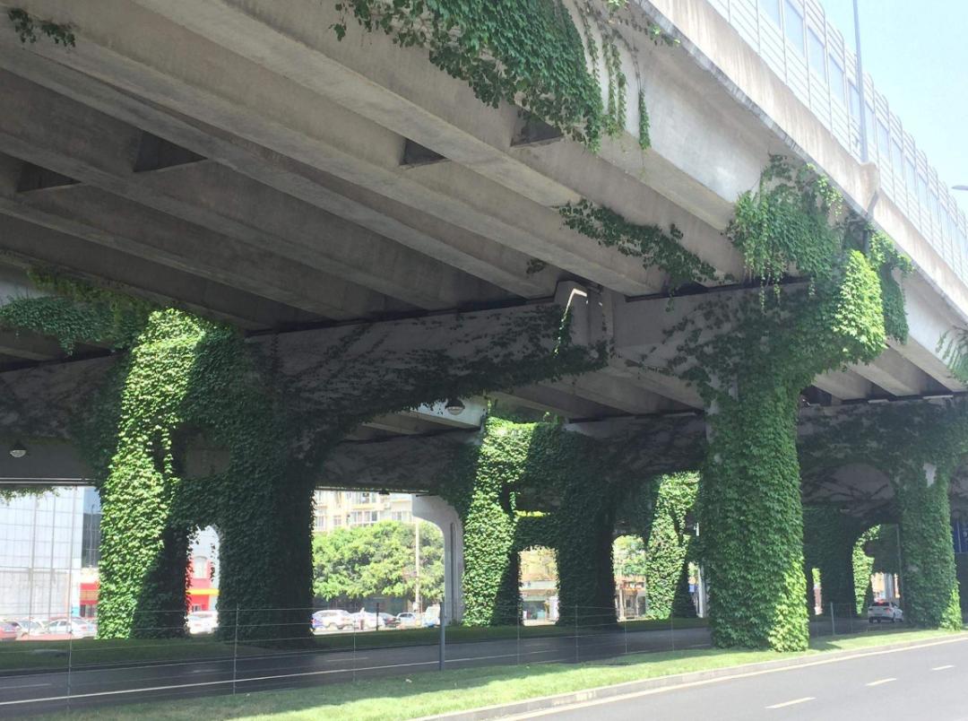 为什么城市高架桥下都要种爬山虎,我国高架桥为什么种爬山虎