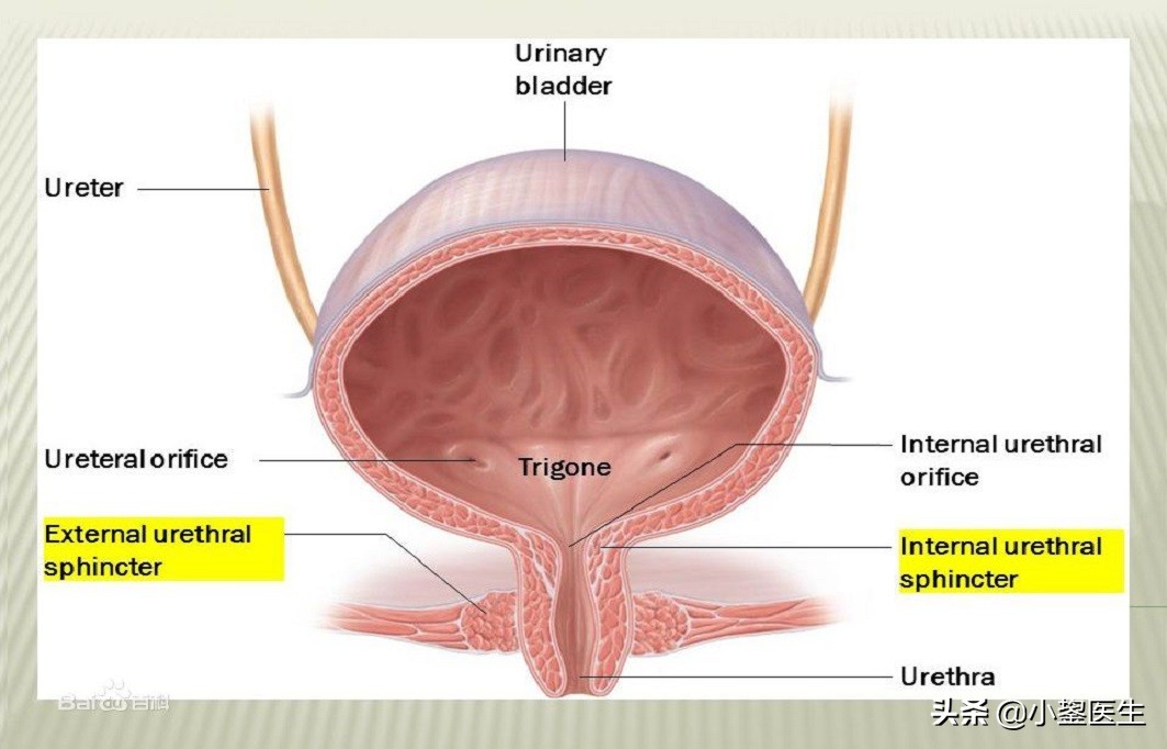 老年人女性尿频尿急怎么办,老年女性尿频尿急夜尿多吃什么药