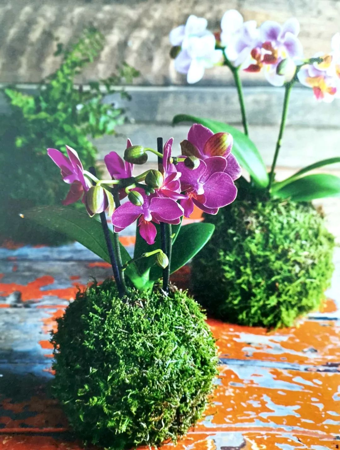 适合做苔玉的苔藓有哪些,适合做苔玉的苔藓