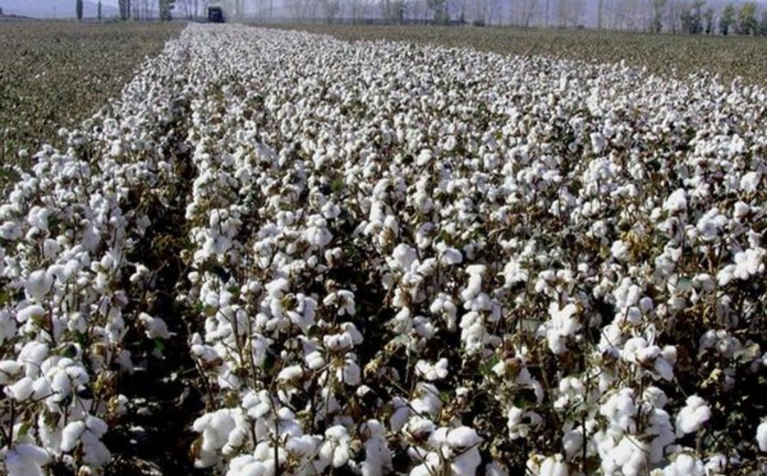 对棉花有种特殊的感情,棉花情感故事