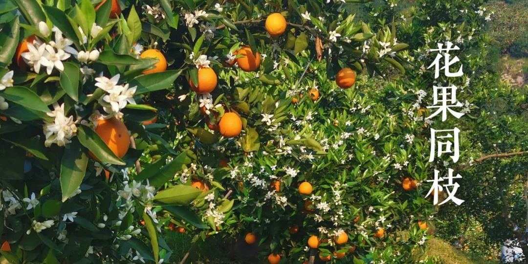 秭归夏橙和伦晚橙的区别,秭归伦晚帝王橙