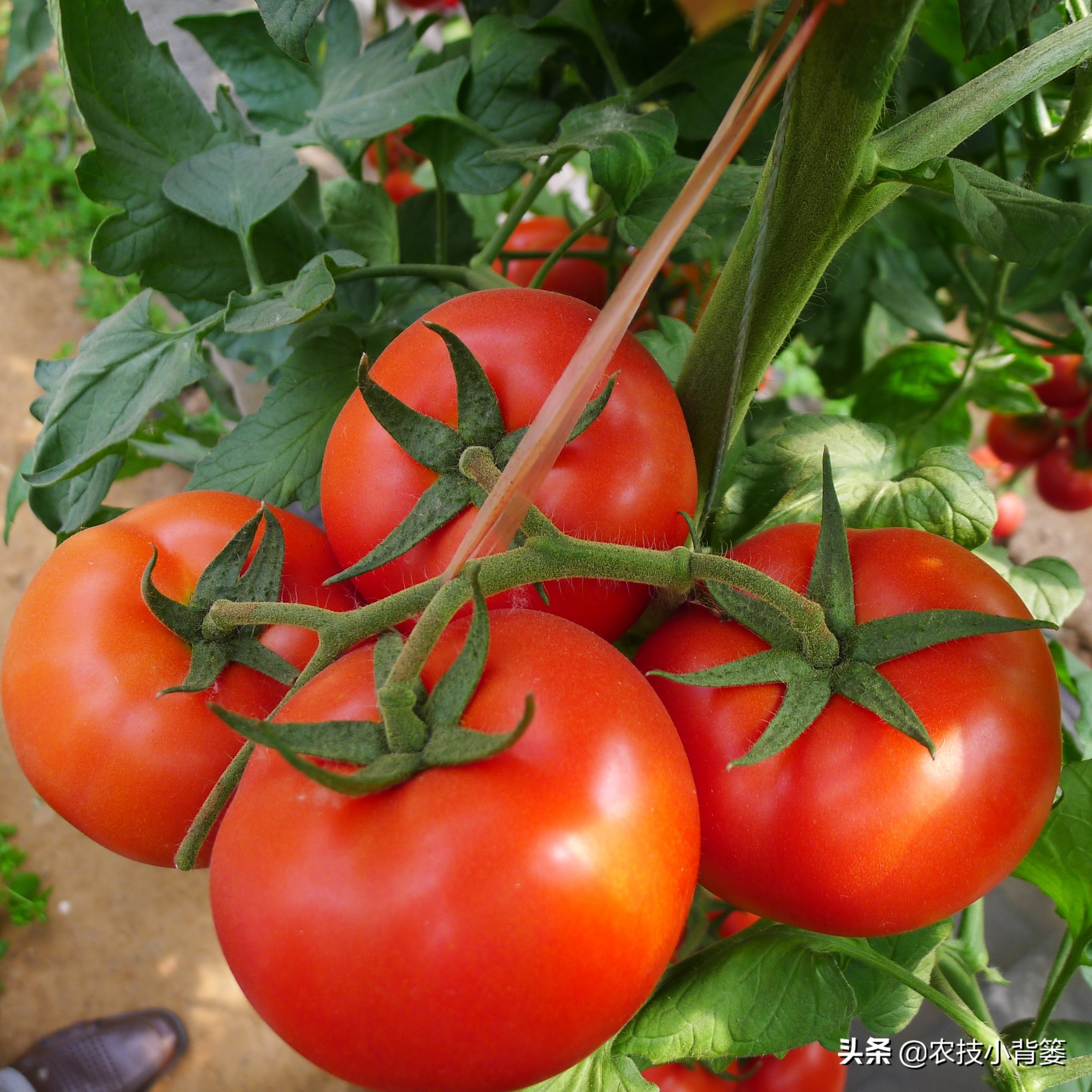 番茄膨果期出现裂纹、开裂等裂果现象，原因不一定都是因为缺钙！