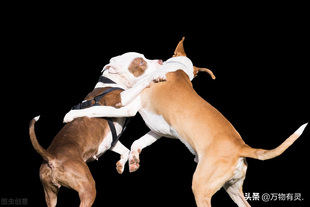 狗狗被咬伤后结痂去掉,狗狗没有狂犬病被咬伤