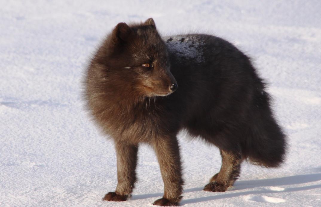 不是每只兔子都像澳大利亚野兔般“好命”，生存的艰辛，北极兔懂