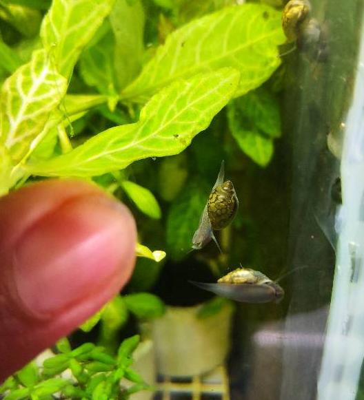 鱼缸里的螺类对鱼有什么影响,鱼缸里的螺蛳是怎么来的