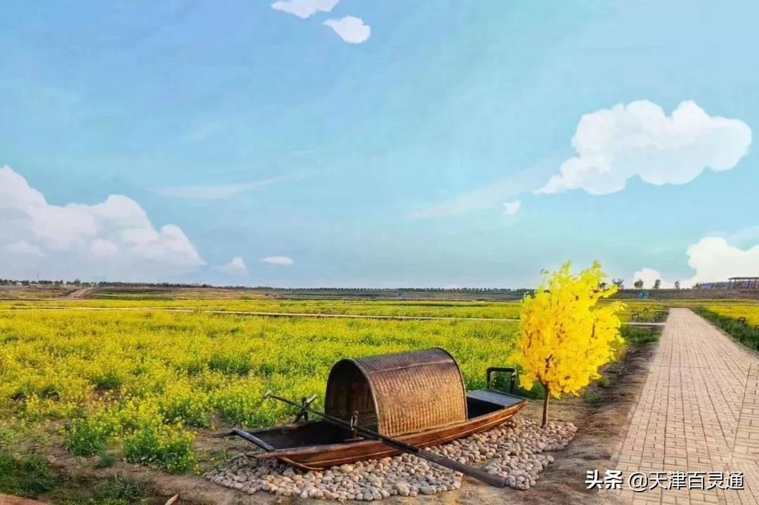 天津油菜花什么时候开,天津周边看油菜花最好的地方