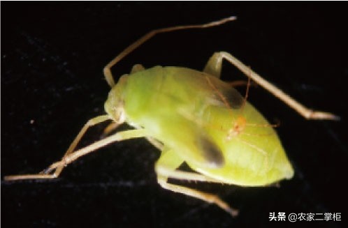 设施甜樱桃花期管理,樱桃种植技术及病虫害防治