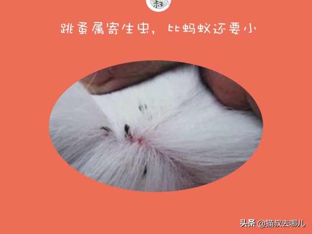 养猫的家庭如何除跳蚤,家里养猫除跳蚤最有效的方法