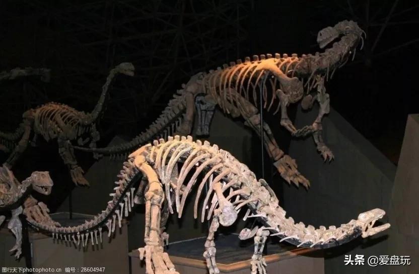 恐龙蛋化石手串,带恐龙化石手串