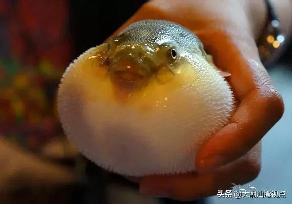 作为潮汕人，这89种海鲜你都能对上号吗