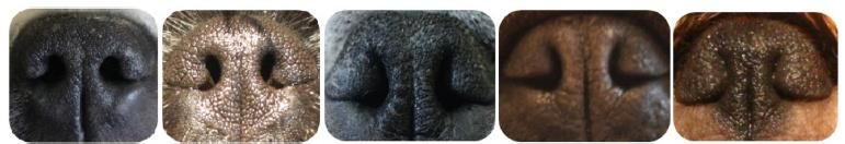 吐舌头的猫是有病吗,吐舌头的喵星人