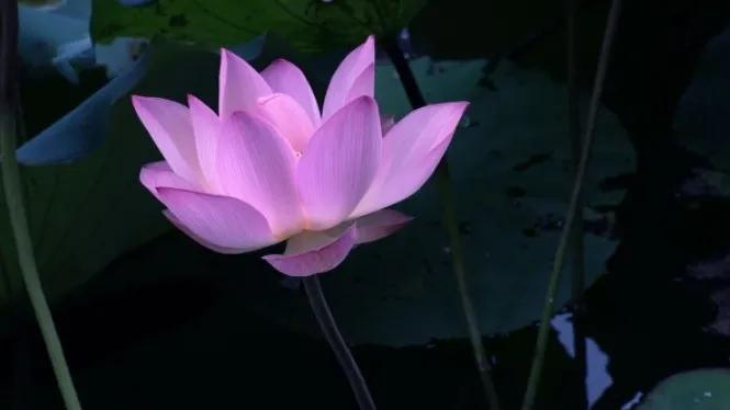 出淤泥而不染濯清涟而不妖行书,出淤泥而不染濯清涟而不妖意思