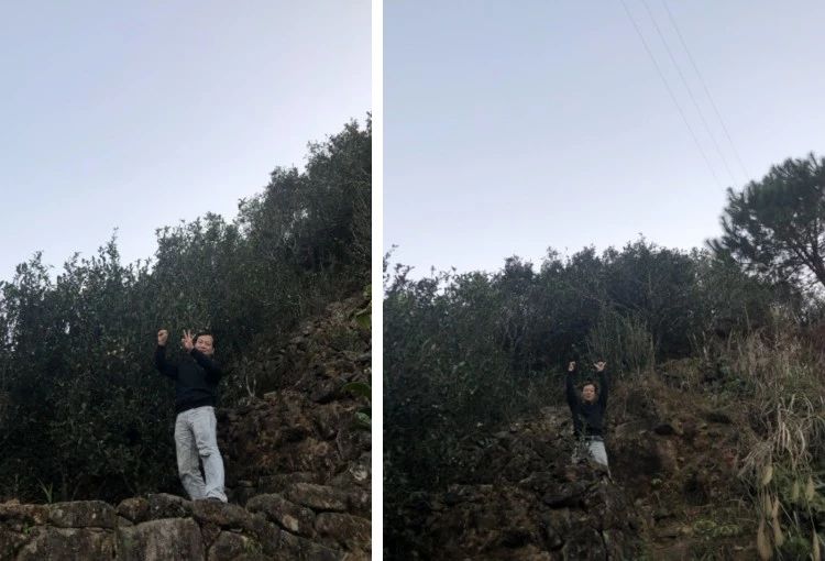 鸭屎香为什么这么难喝,鸭屎香哪里的最好喝