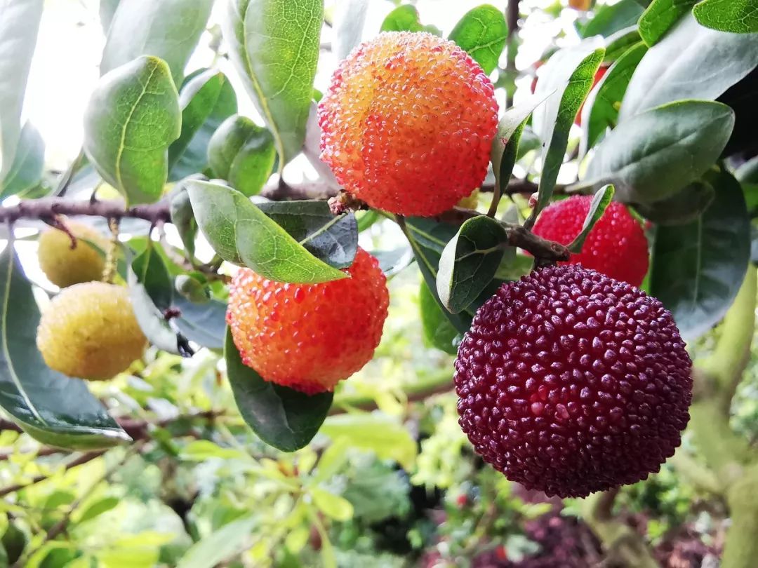 洗杨梅可以用盐洗吗,洗杨梅里头放什么东西洗好