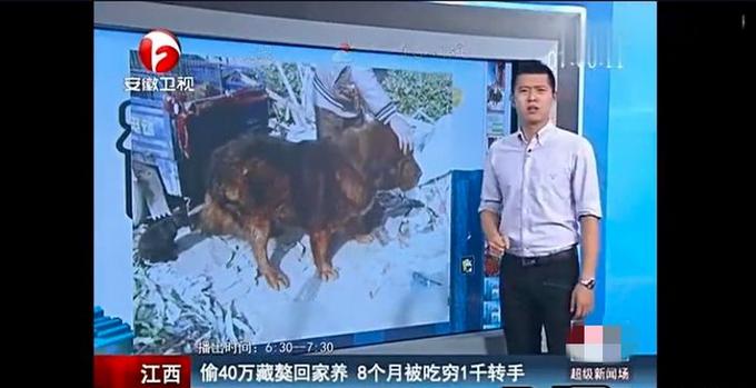 关于藏獒身价被炒高的源头,藏獒从身价不菲到沦为狗肉