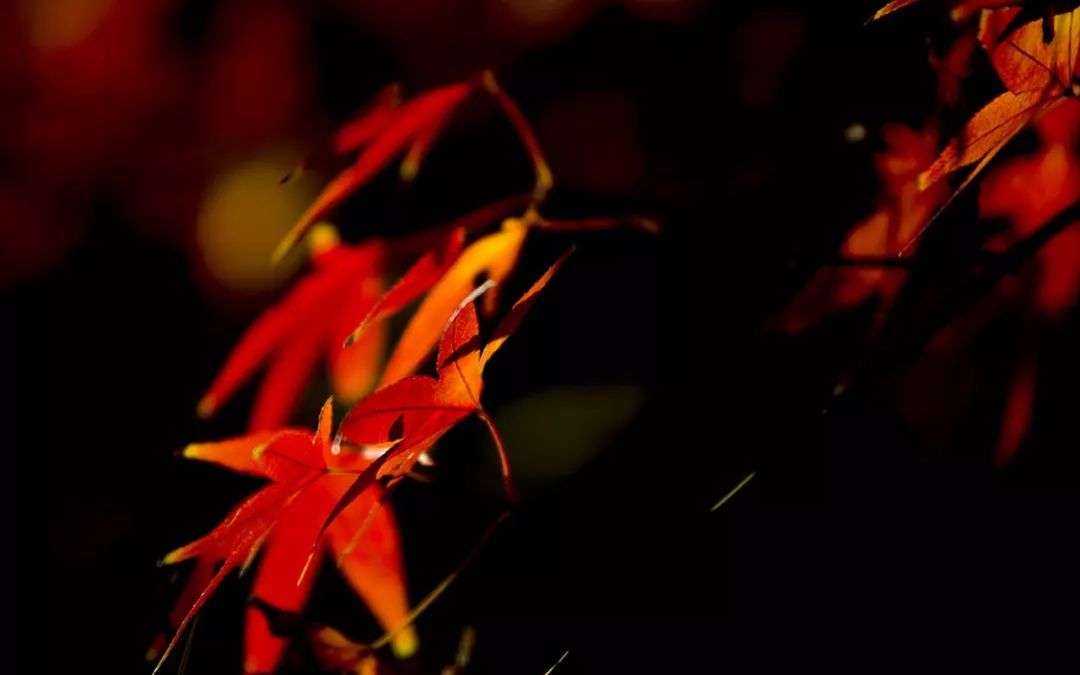 上海厉害了,厉害了上海