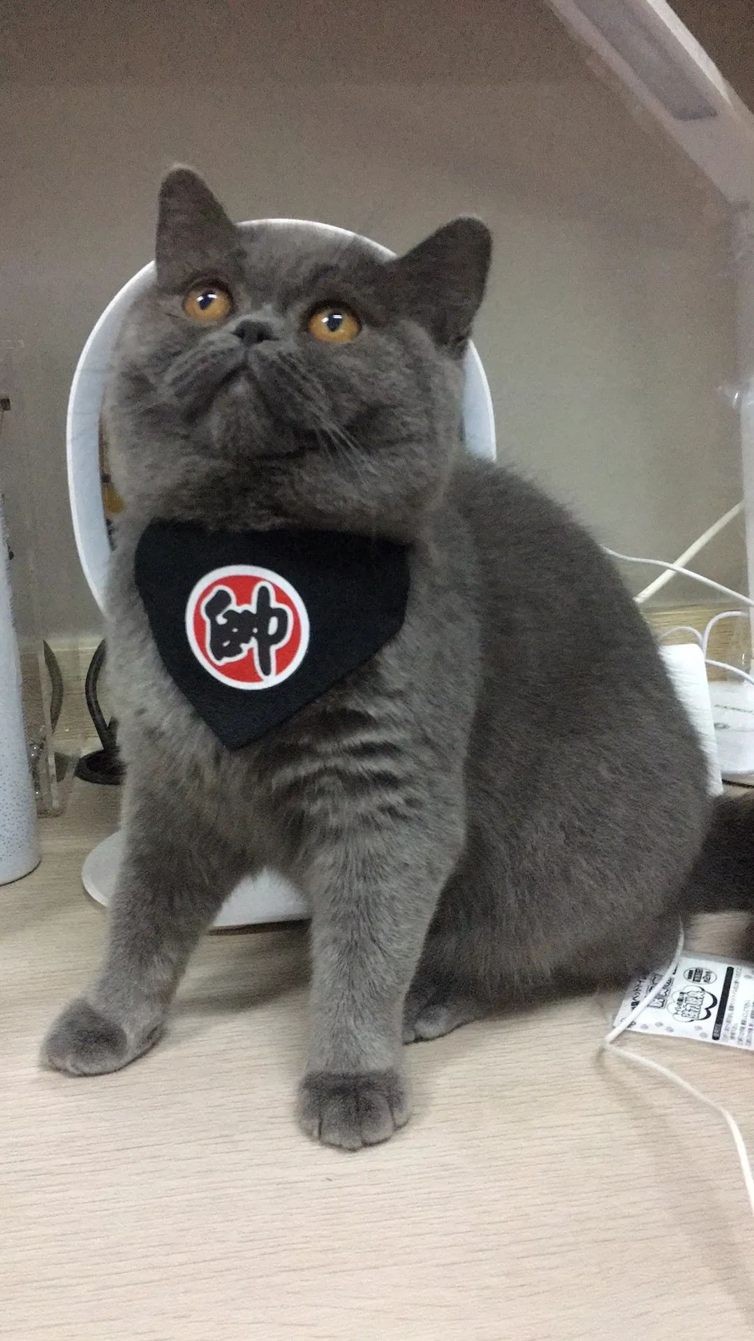 和宠物交流说什么,和宠物谈恋爱