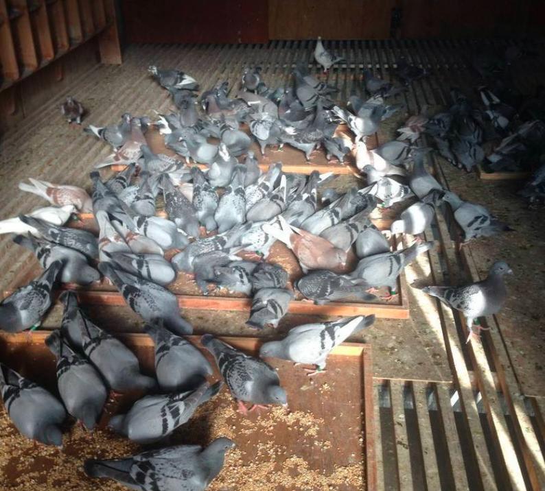 幼鸽开家怎么要乱飞,幼鸽开家飞丢