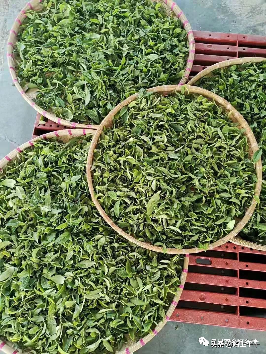 鹤山网红打卡地景点,鹤山网红打卡地