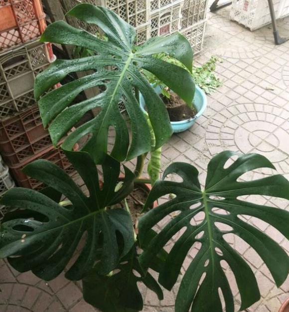 适合客厅养的招财植物,客厅绿植风水吉祥好养招财的植物