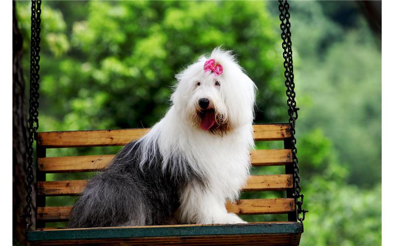 古牧为什么生的多,古牧为什么那么粘人