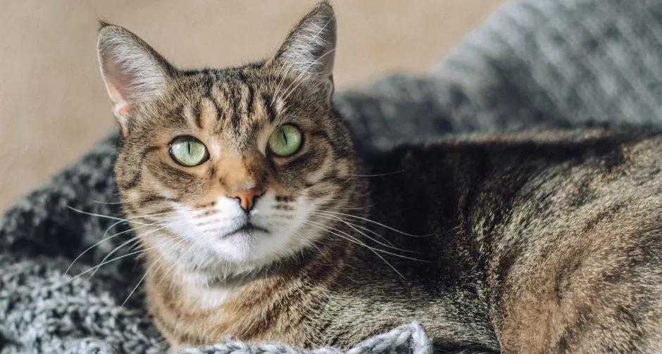 小猫繁殖后代的过程,繁育小猫集体拉稀怎么办