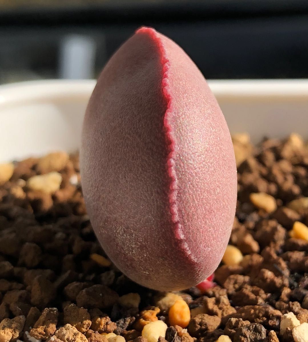 水泡多肉大全,水泡多肉叶片发焉