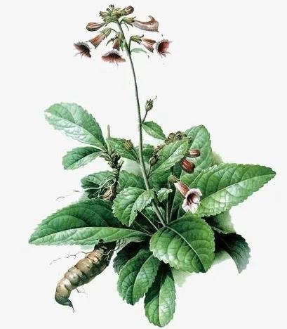 本草精荟价格,《本草精荟》党参