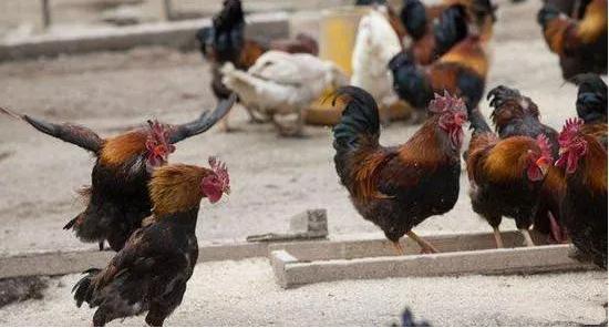 鸡瘟软脚怎么治疗,鸡瘟和霍乱的症状及治疗