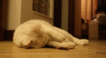 猫薄荷祸害黑猫,猫薄荷谣言