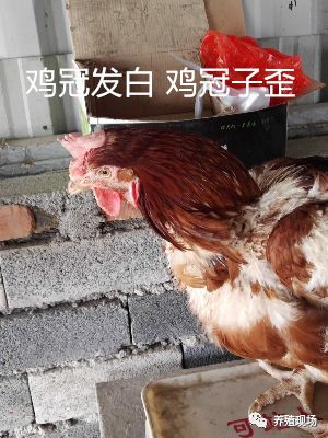 霉菌毒素对禽的危害,禽霉菌病怎么治疗