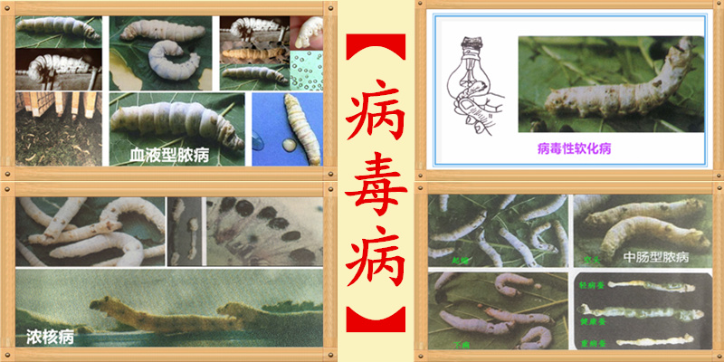 养蚕主要蚕病有哪些,蚕得病怎么办