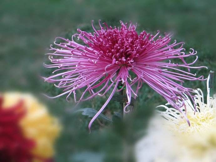 秋韵温柔岁月，冬情惊艳时光