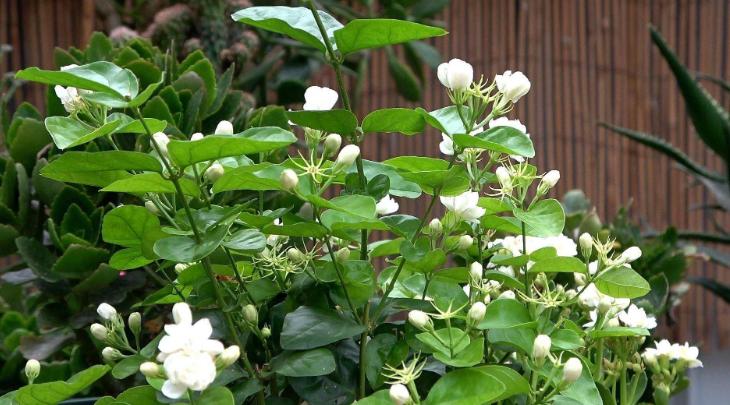 橘子皮泡水可以当肥料养花,橘子皮可以作为种花肥料吗