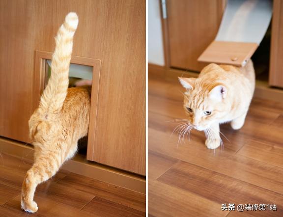 养猫咪怎么样才可以当铲屎官,新手养猫如何布置猫咪的房间