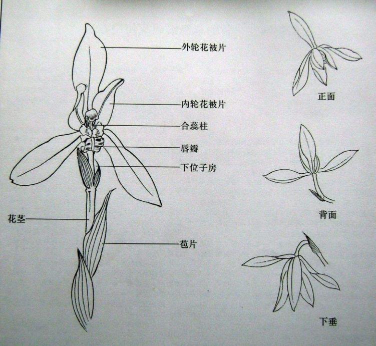 吊兰君子兰哪个好养护,君子兰吊兰图片欣赏