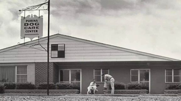 宠物消费市场千亿赛道,宠物市场分析暴涨背后