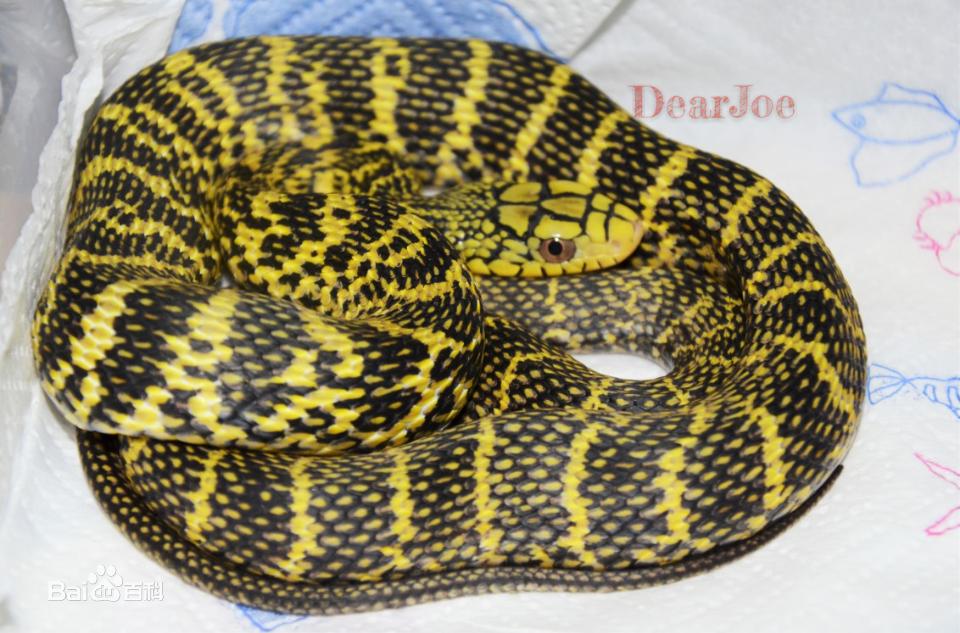 冷血精神病有感情吗,冷血精神病治疗