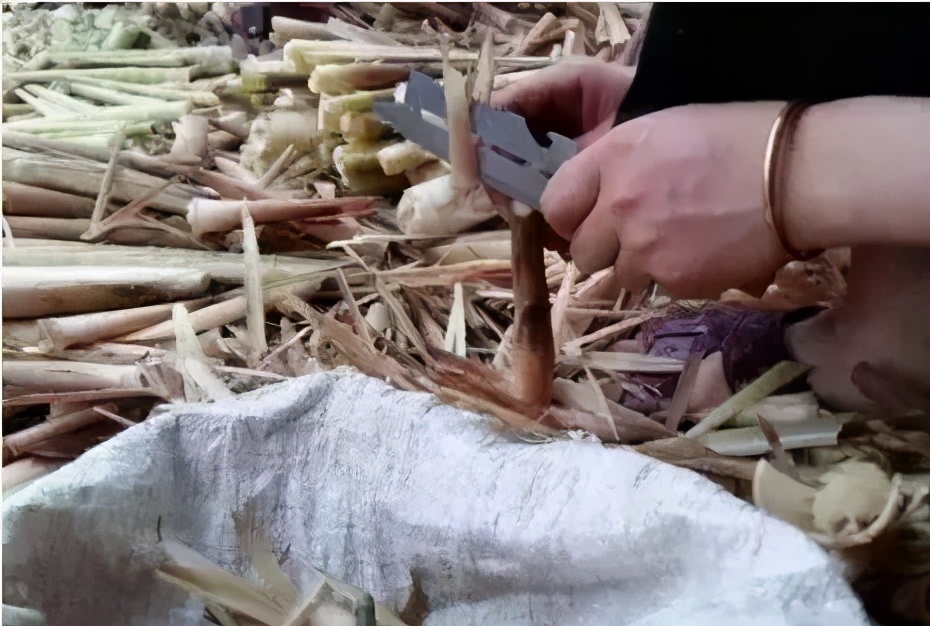 春笋人间四月天,人间四月天吃春笋