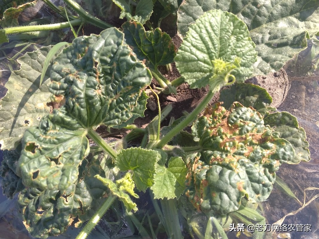 甜瓜黑星病用什么药,甜瓜苗期黑星病症状