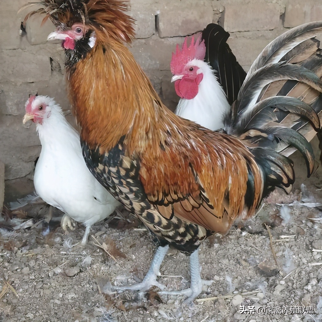 农民发明养鸡奇招轻松养5万只,养鸡牛人的致富绝招有哪些