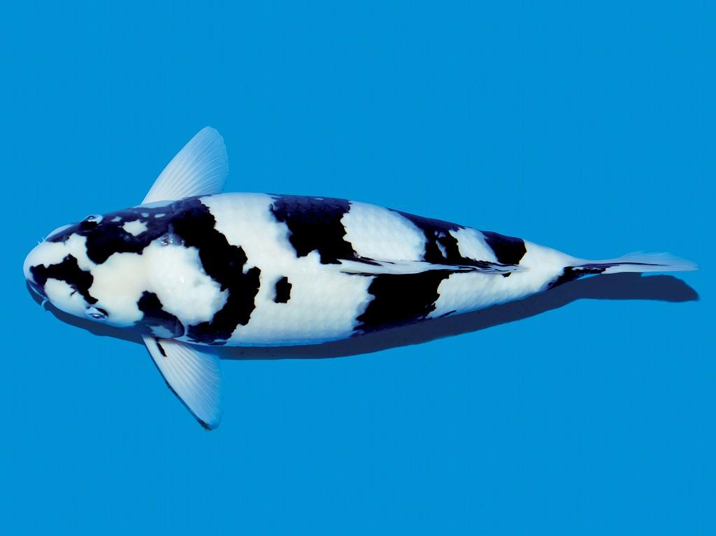 观赏鱼黑鳃病用什么药,观赏鱼鳃发黑是什么原因