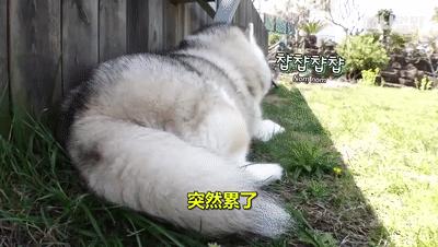 二哈为什么变瘦了,二哈太胖了必须要减肥