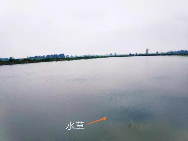 池塘水变褐色怎么解决,池塘的水突然特别的黄是怎么回事