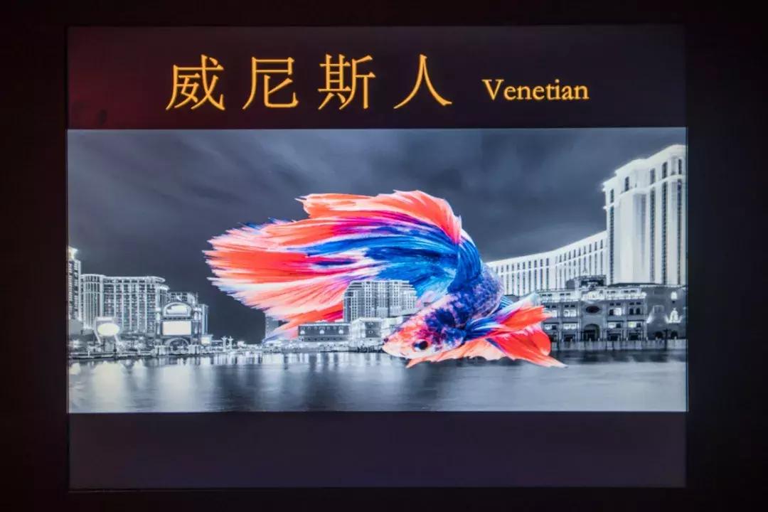 斥资1500万!人广惊现①家*场赌**火锅,明星、赌王千金都来打call