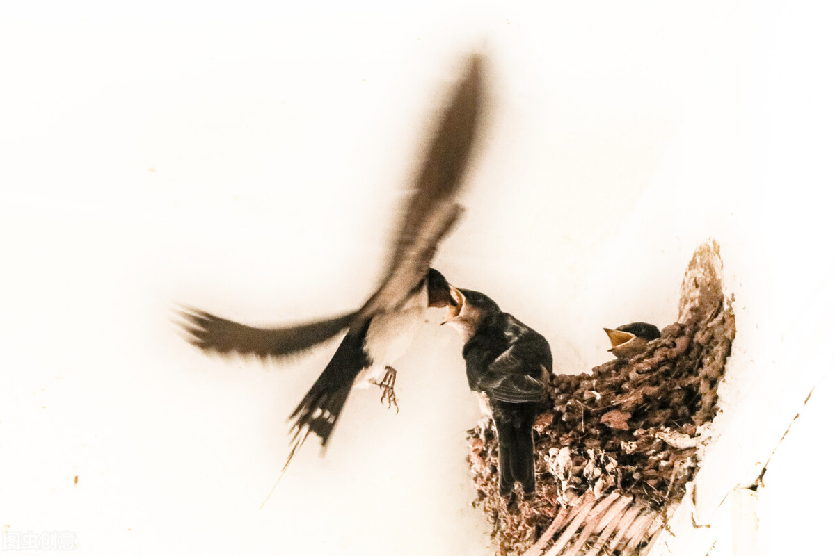 爱是生命最本源的光芒,爱是最高的智慧