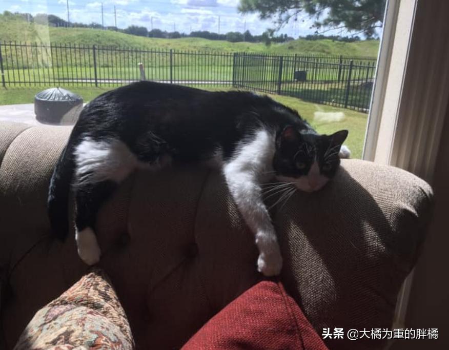 两只猫被收养后的幸福生活,两只流浪猫被收养后的幸福生活